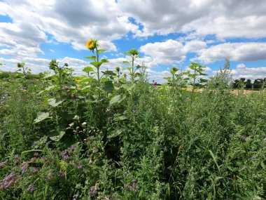 Tarladaki güzel çiçekler