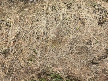 Kuru çimen dokusu arkaplanı