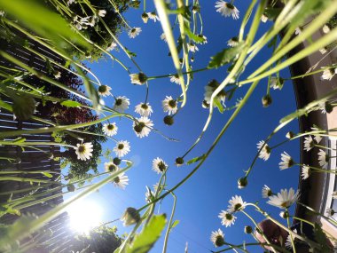 Bahçedeki güzel çiçekler