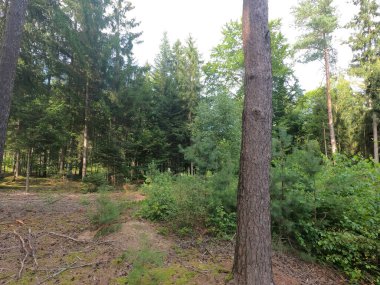 Ormanda bir ağacı olan güzel bir manzara.