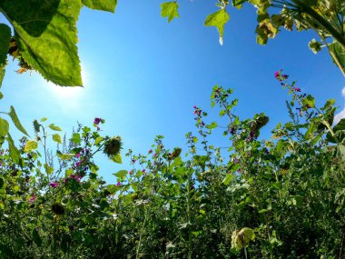 Bahçedeki bir ağacın yeşil yaprakları