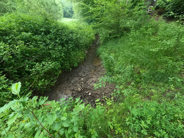 Groen Bos Het Park — Stockfoto