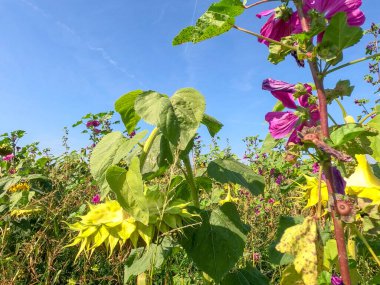 Bahçedeki yeşil bitki