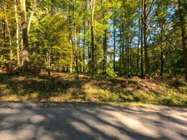 Ağaçları ve yeşil otları olan güzel bir sonbahar ormanı