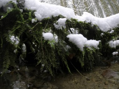 Yerdeki beyaz kabarık yapraklarla kaplı kar