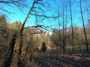 Ormanda nehri olan güzel bir manzara.
