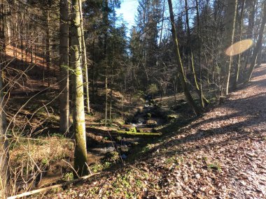 Arka planda orman olan güzel bir manzara.