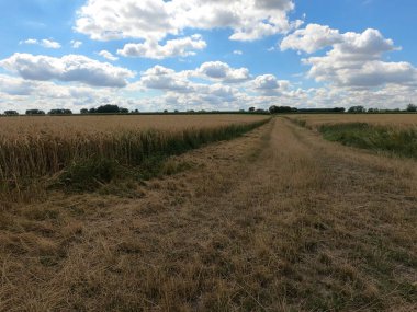 Buğday tarlası ve mavi gökyüzü olan kırsal alan