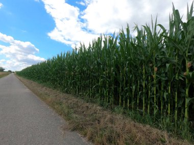 Mavi gökyüzü olan yeşil alan