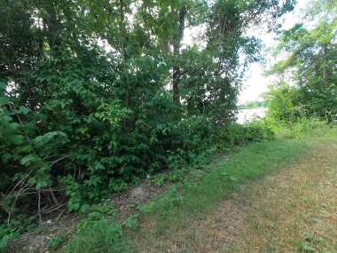 Parktaki yeşil orman