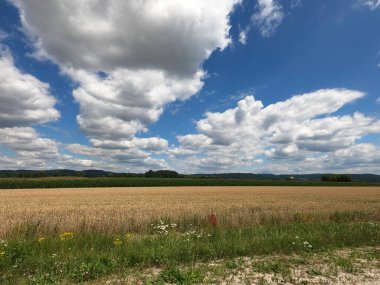 Buğday tarlası ve mavi gökyüzü olan güzel bir manzara.