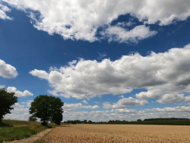 Buğday tarlası olan güzel bir manzara.