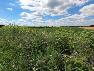 Mavi gökyüzü ile yeşil alan