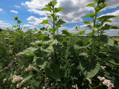 Güzel botanik fotoğrafı, doğal duvar kağıdı.