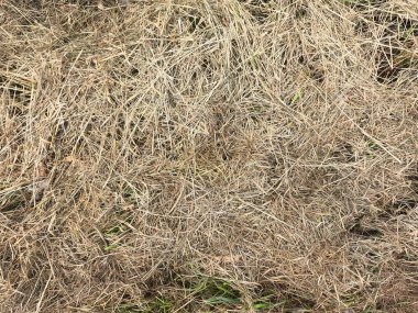 Kuru çimen dokusu arkaplanı