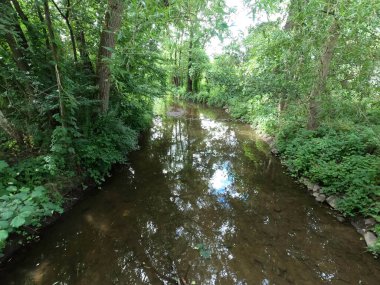 Ormanın güzel manzarası