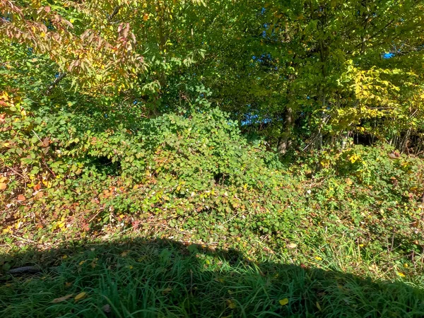 Groen Gras Het Bos — Stockfoto