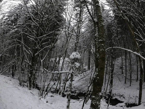 Zimní Les Sněhu — Stock fotografie