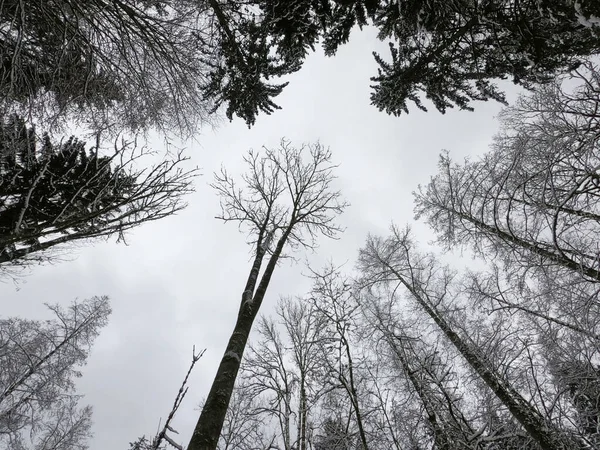 Tree Branches Forest — Stock Photo, Image