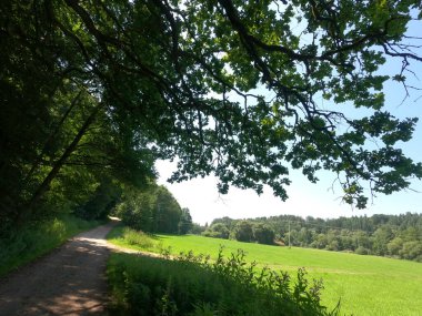 Ormanda patikası olan güzel bir manzara.