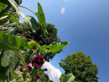 Güzel botanik fotoğrafı, doğal duvar kağıdı.