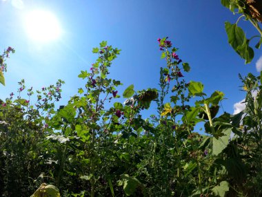 Güzel botanik fotoğrafı, doğal duvar kağıdı.