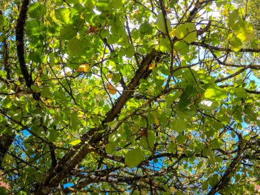 Ormandaki bir ağacın yeşil yaprakları