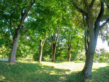 Parktaki yeşil ağaçlar