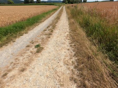 Country road in green nature without traffic