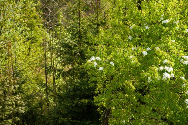 Ormandaki bir ağacın yeşil yaprakları