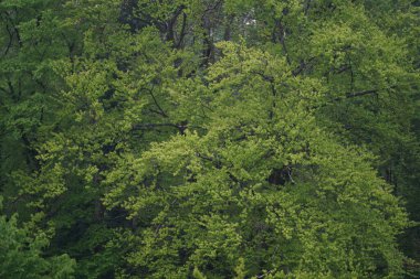 Dağlardaki yeşil orman