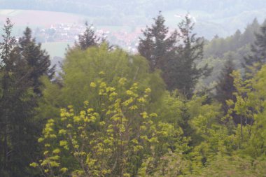 Ormanın güzel manzarası