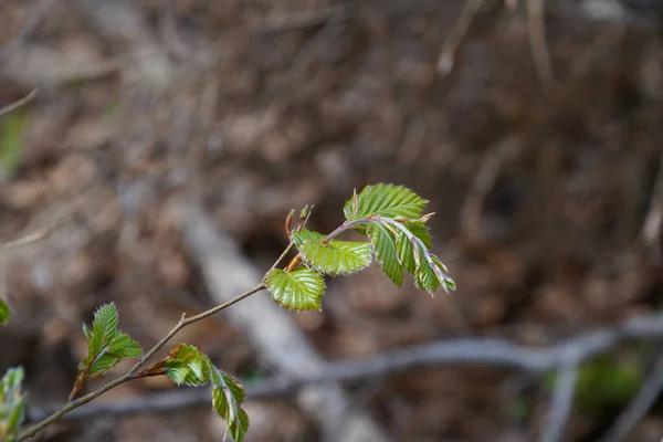 Πράσινα Φύλλα Μπουμπούκια Και Ένα Κλαδί Θολή Φόντο — Φωτογραφία Αρχείου