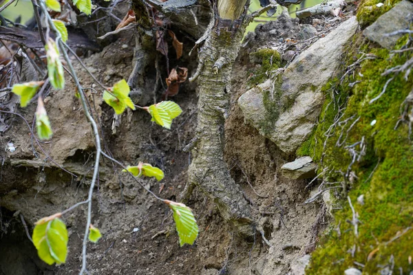 Muschio Verde Terra — Foto Stock