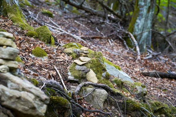 Musgo Las Rocas Bosque — Foto de Stock