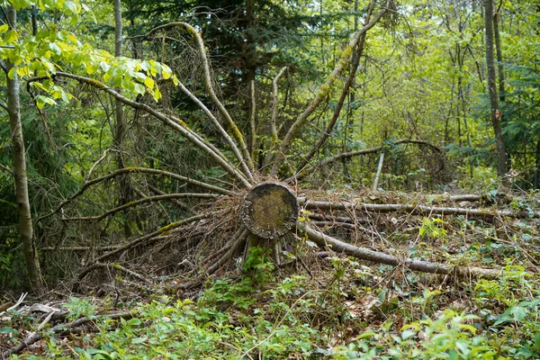 森の中に大きな木の切り株が — ストック写真