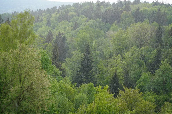 Красивый Пейзаж Деревьями Лесом — стоковое фото