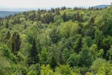 Ağaçlar ve ormanlarla dolu güzel bir manzara.