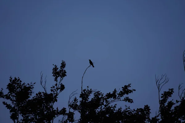 Birds Sky — Stock Photo, Image