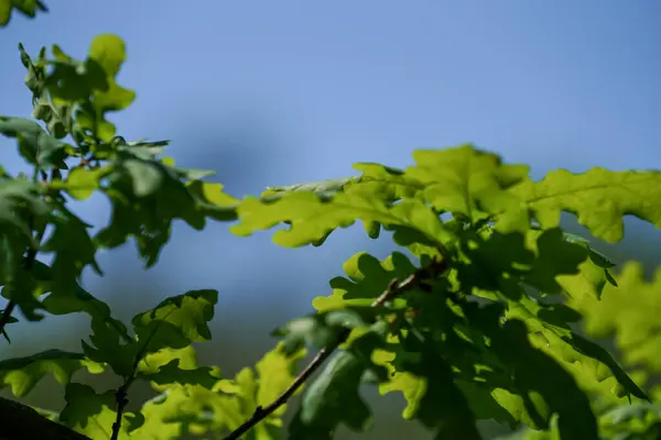 Folhas Verdes Fundo Sol — Fotografia de Stock