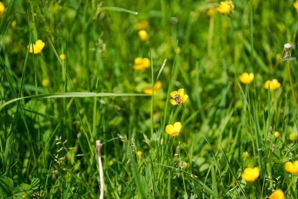 Gula Blommor Trädgården — Stockfoto