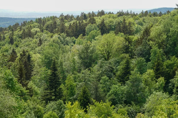Ağaçlar ve ormanlarla dolu güzel bir manzara.