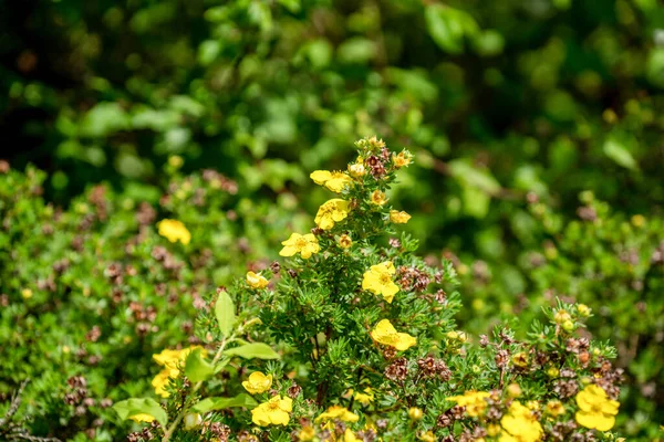 Hermosas Flores Jardín —  Fotos de Stock