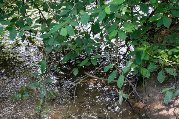 植物及树叶 — 图库照片