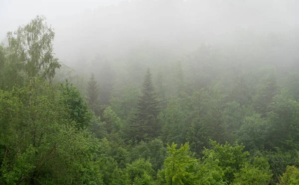 Prachtig Landschap Met Een Bos Ochtend — Stockfoto