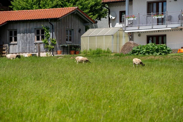 Small White Goat Grazing Farm — 스톡 사진