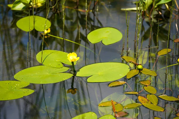 연못에 아름다운 — 스톡 사진