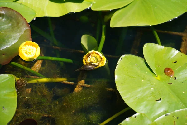 Mooie Lotusbloem Het Water — Stockfoto