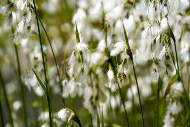 Bahçede beyaz çiçekler