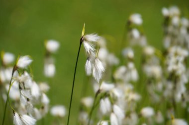 Bahçedeki güzel çiçekler